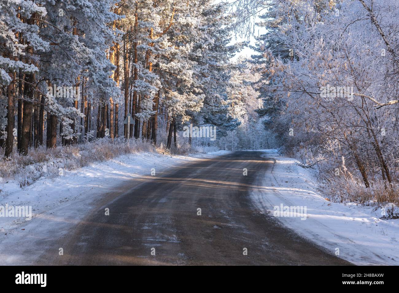 Incredibile vista invernale con strada asfaltata attraverso una foresta innevata, uccelli e pini sul lato della strada in gelo, ombre e luce del sole Foto Stock