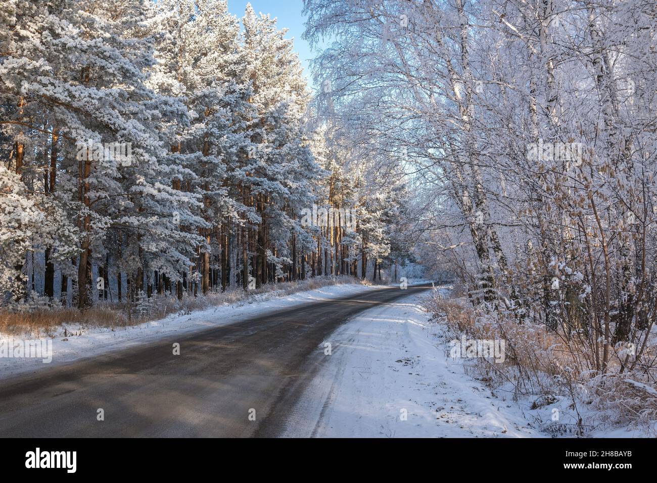 Incredibile vista invernale con strada asfaltata attraverso una foresta innevata, uccelli e pini sul lato della strada in gelo, ombre e luce del sole Foto Stock