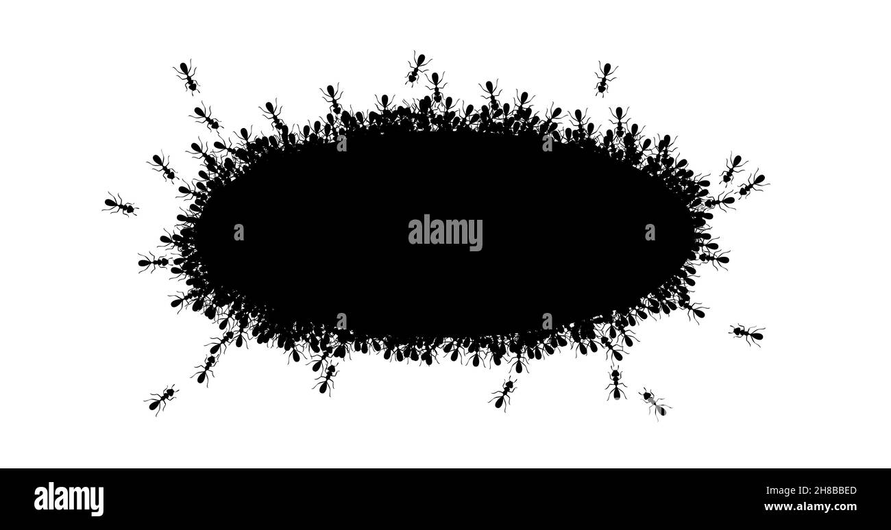 Black ANTS bordo cerchio. Formiche che formano ovale rotondo isolato su sfondo bianco. Illustrazione vettoriale Illustrazione Vettoriale