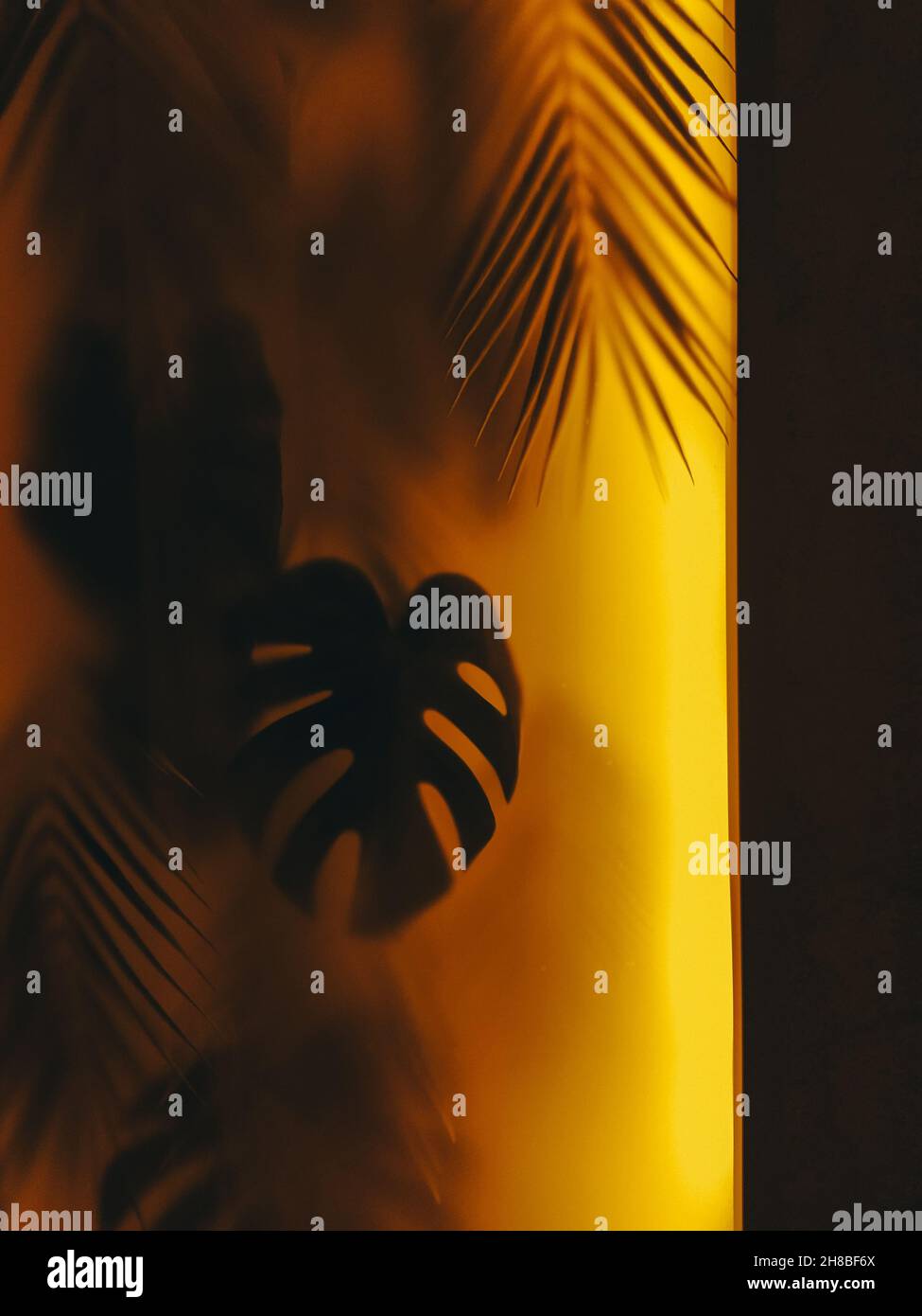 le foglie tropicali brillano attraverso il vetro, luce gialla. Elemento di progettazione. Foto Stock