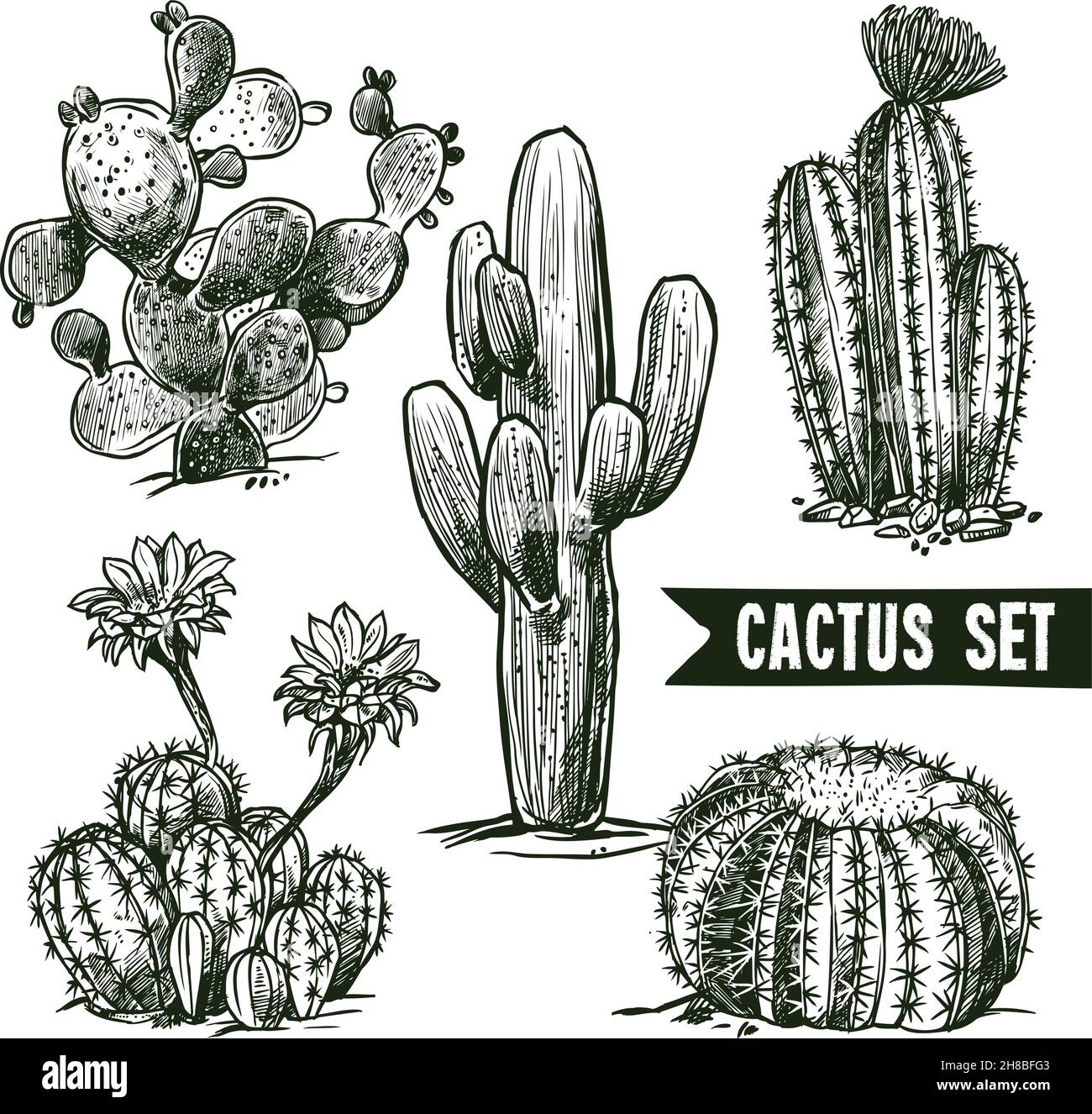 Forme diverse deserto e nazionale cactus schizzo insieme vettore isolato illustrazione Illustrazione Vettoriale