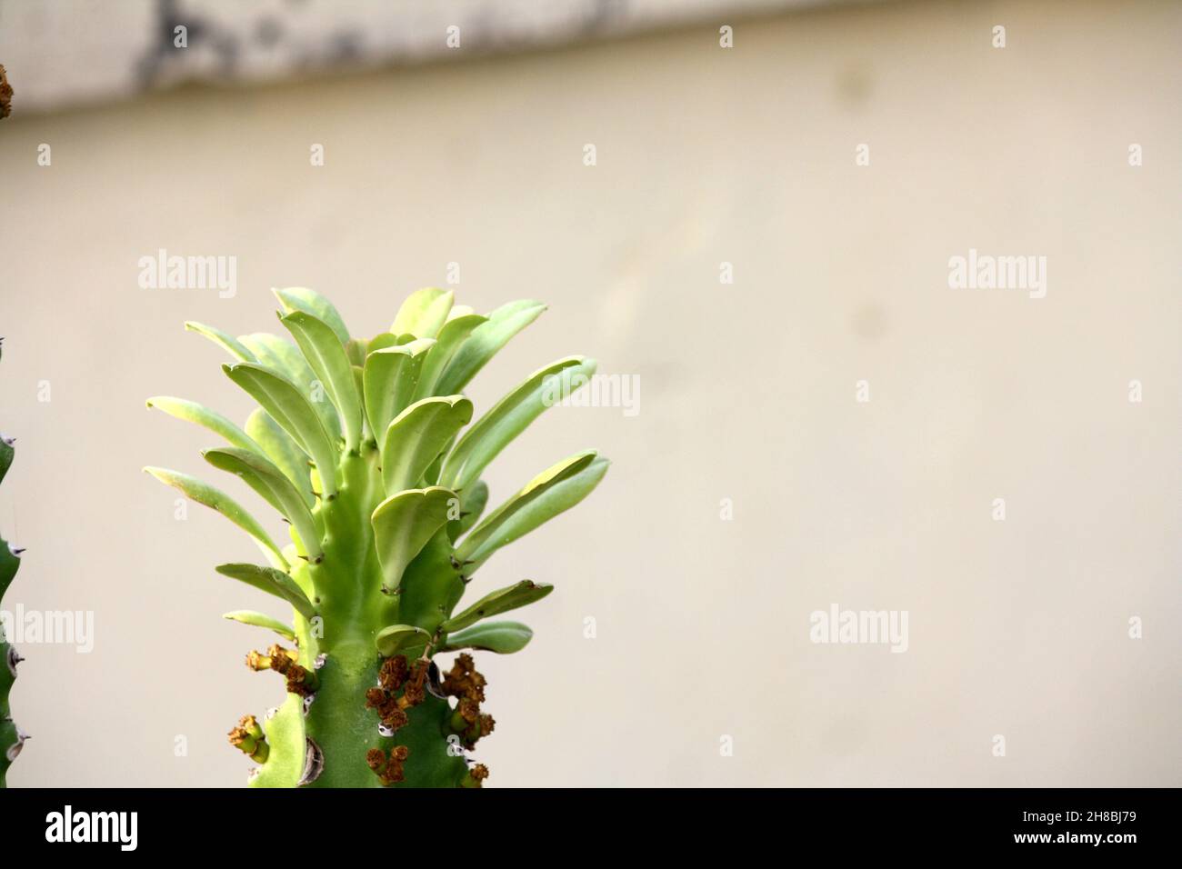 Albero del latte africano (Euphorbia trigona) con fogliame e germogli : (pix SShukla) Foto Stock