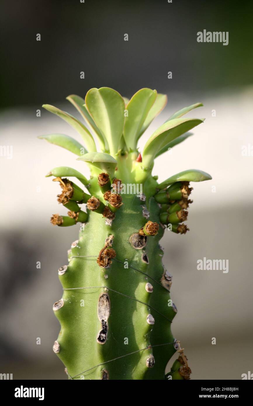 Albero del latte africano (Euphorbia trigona) con fogliame e germogli : (pix SShukla) Foto Stock