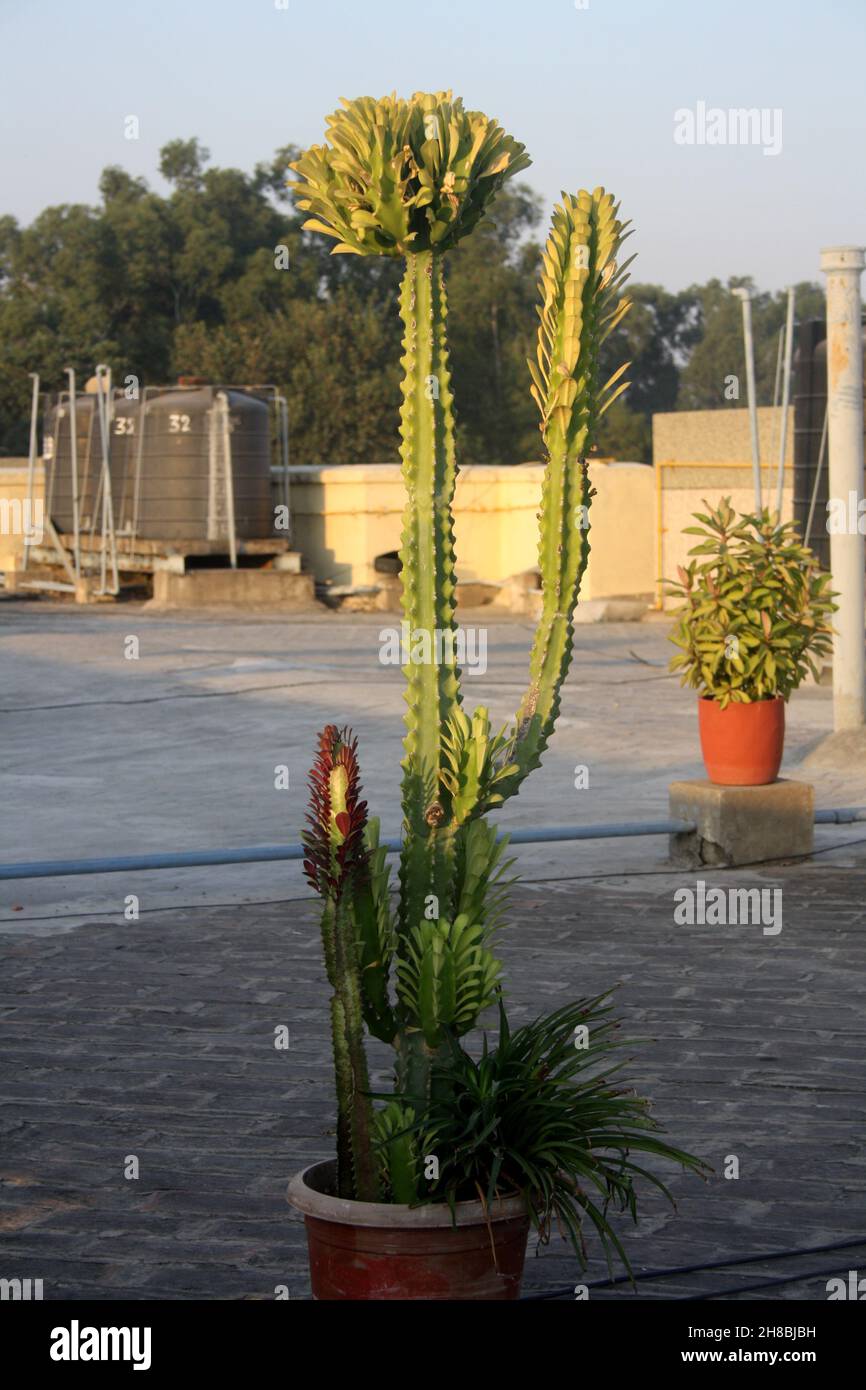 Albero del latte africano (Euphorbia trigona) con fogliame e germogli : (pix SShukla) Foto Stock