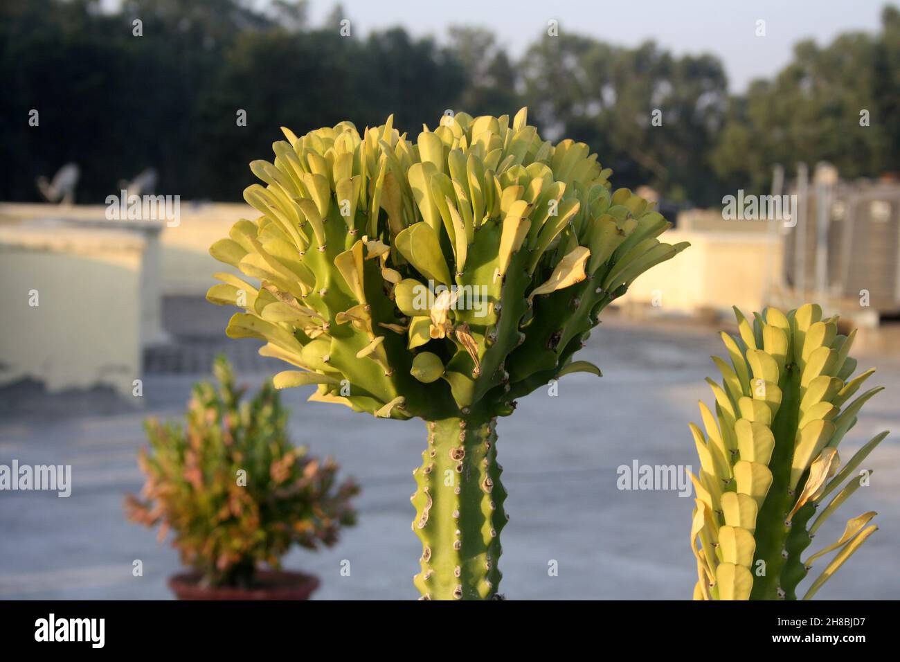 Albero del latte africano (Euphorbia trigona) con fogliame e germogli : (pix SShukla) Foto Stock