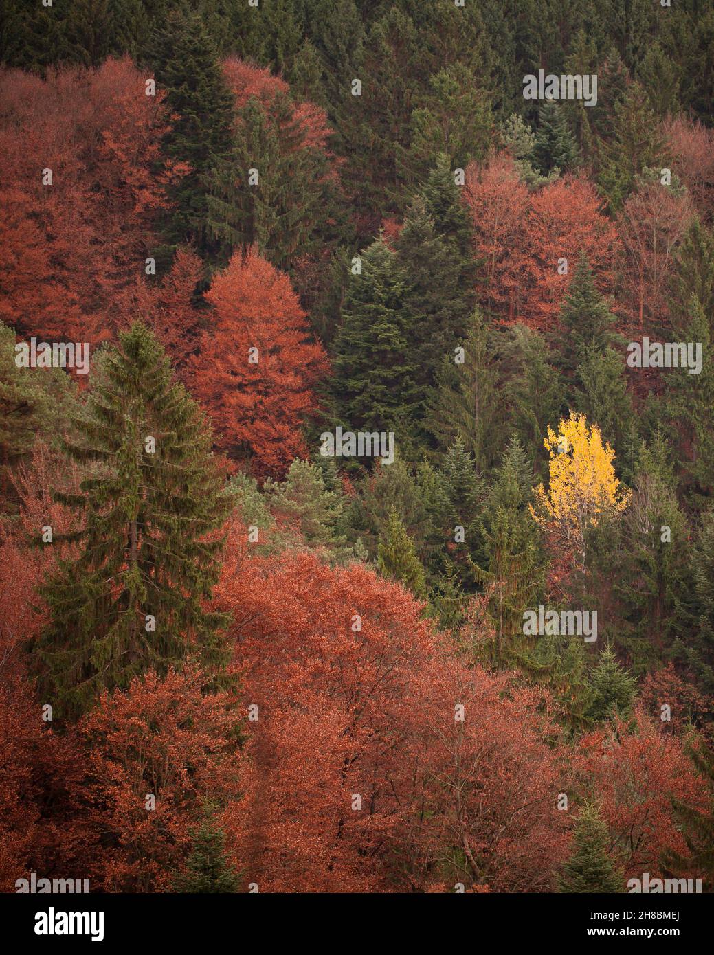Foresta colorati in autunno Foto Stock