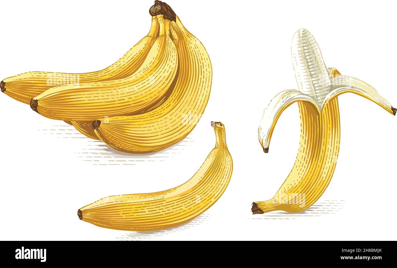 Banana disegno a mano schizzo incisione stile illustrazione Illustrazione Vettoriale