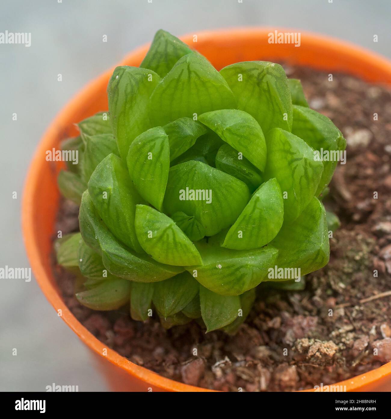 Unidentified Crassula succulento con acqua di foglie di ritegno Foto Stock