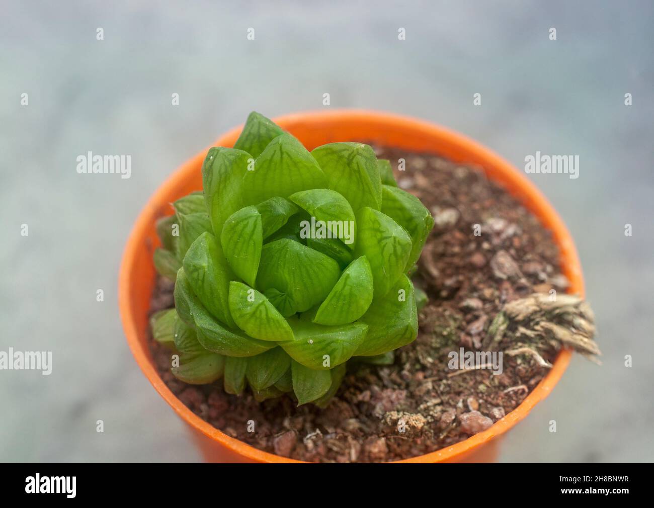 Unidentified Crassula succulento con acqua di foglie di ritegno Foto Stock