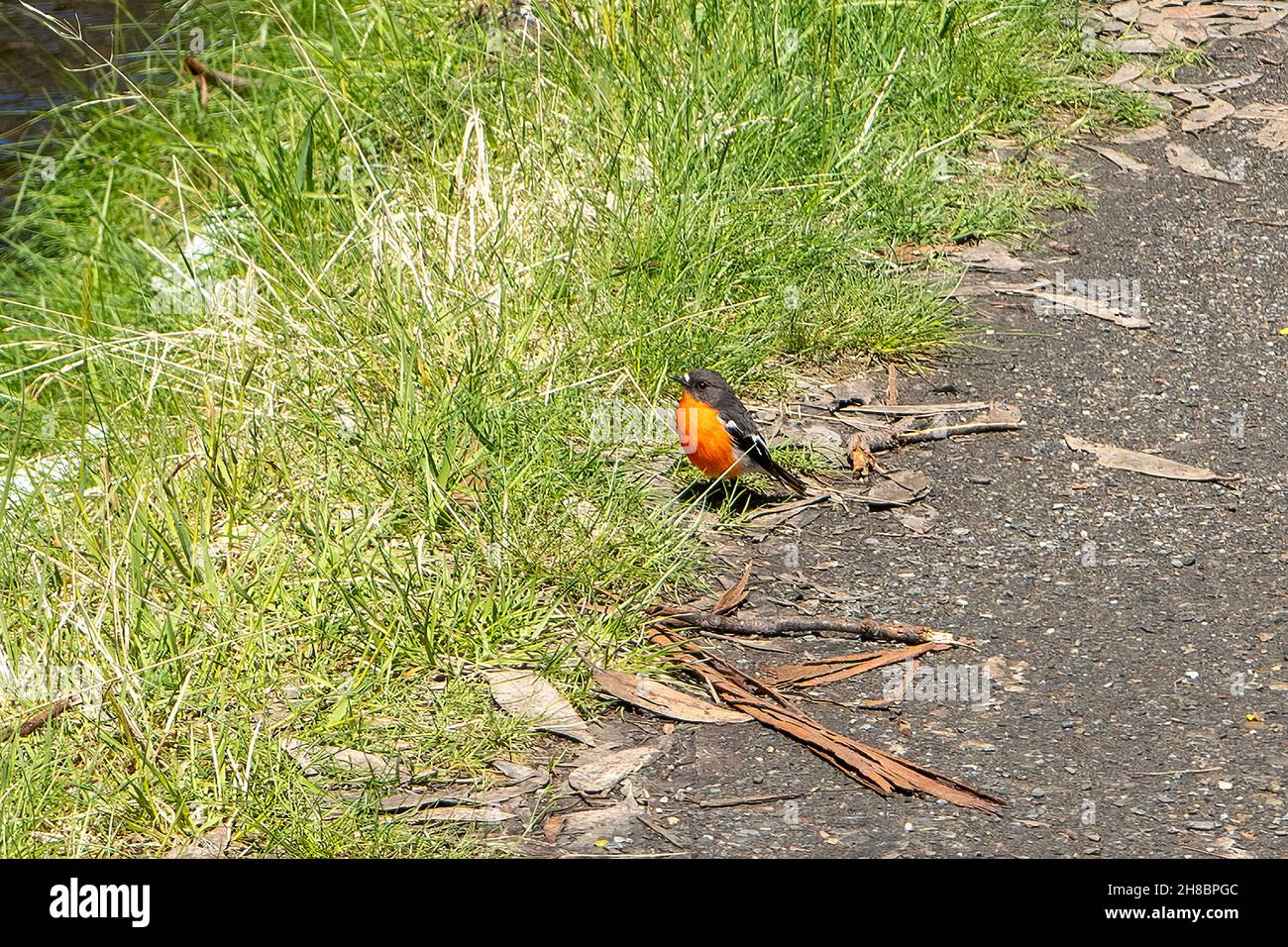 Flame Robin, Petroica phoenicea a Falls Creek, Victoria, Australia Foto Stock