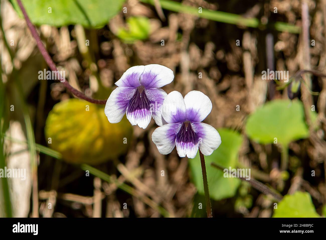 Viola banksii, Violet nativo Foto Stock