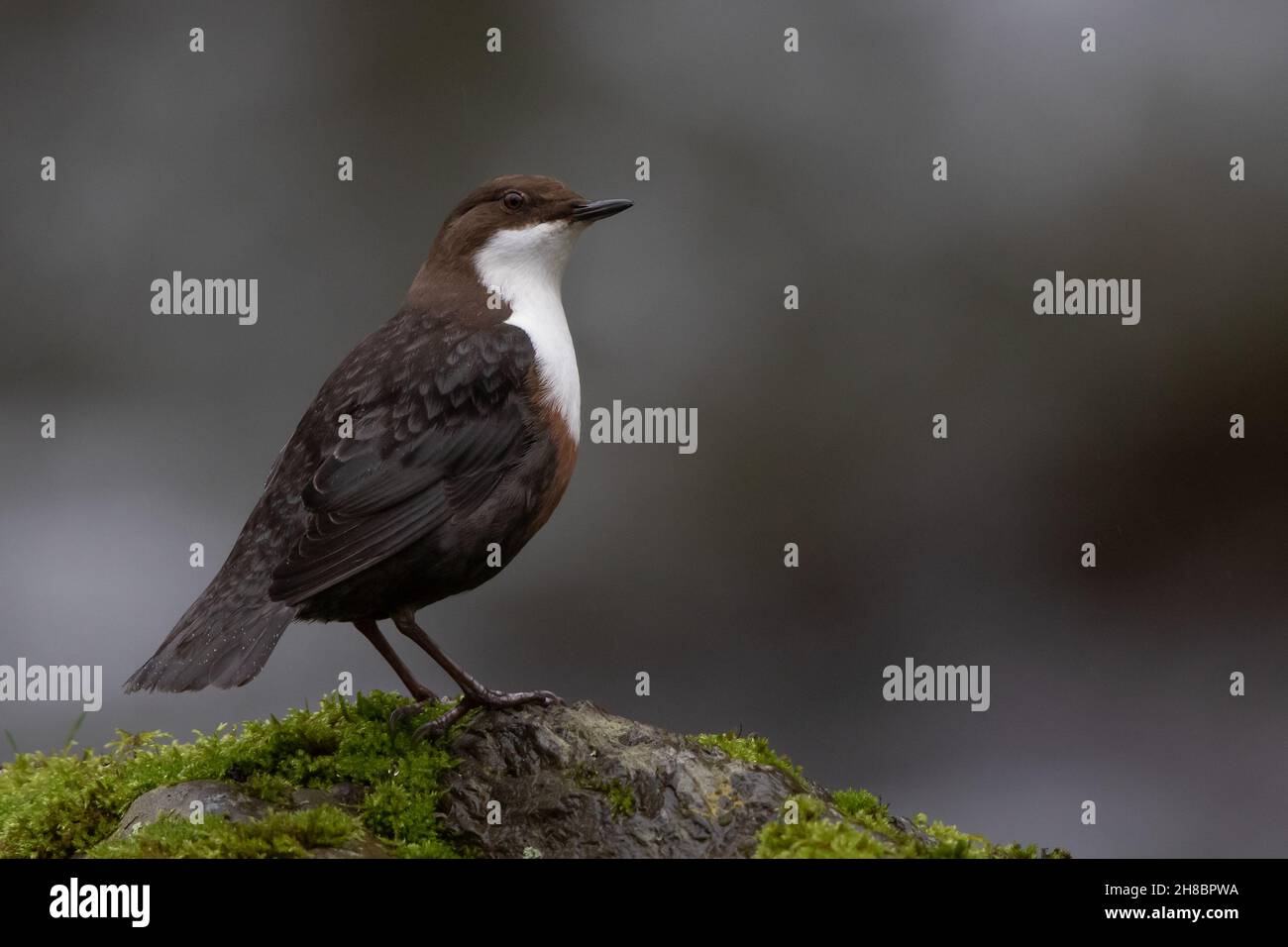 Dipper, West Lyn River, Devon, Regno Unito Foto Stock