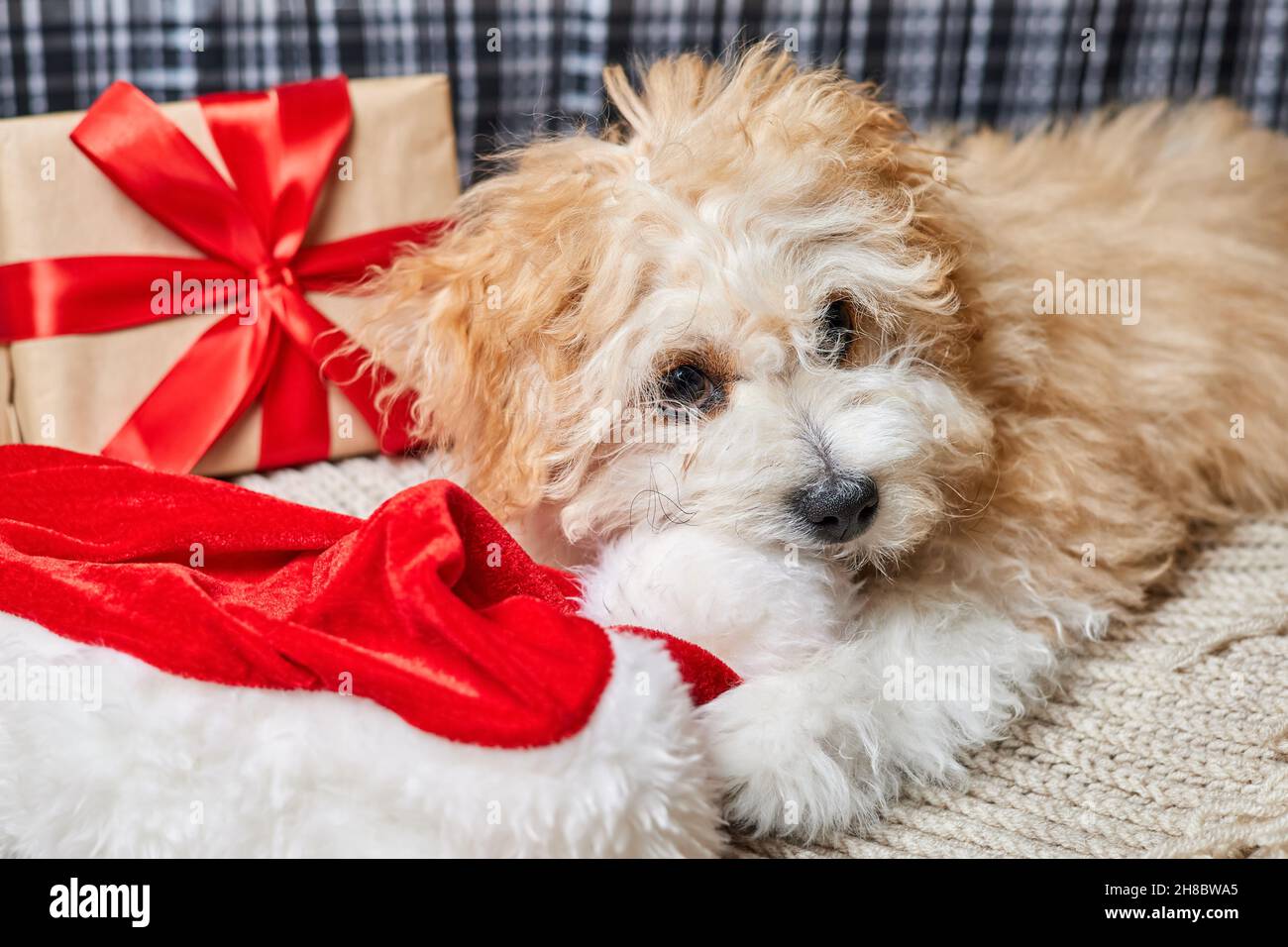 Maltipoo cucciolo masticare sul cappello Santa vicino a scatola regalo di  natale Foto stock - Alamy