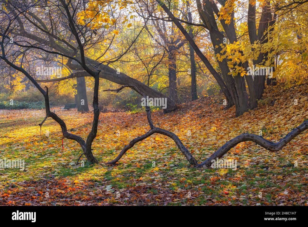 Unico albero a forma di serpente, che ha deciso di crescere il suo tronco orizzontalmente in forma di serpente ondulato, natura astratta in un parco. Foto Stock