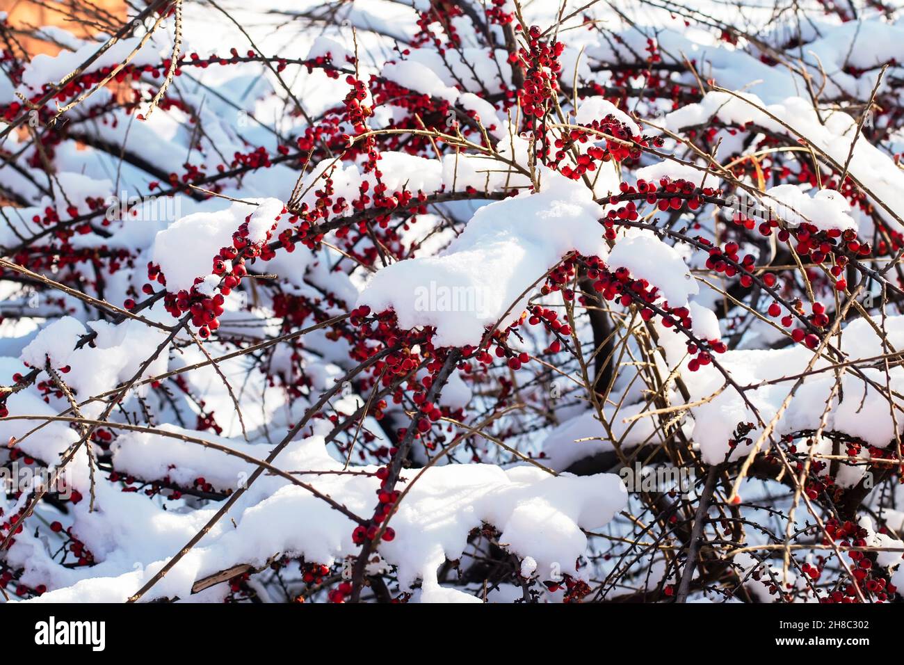 Bacche di biancospino rosso su un cespuglio innevato in una giornata di gelata soleggiato in inverno nella foresta. Rami innevati con bacche rosse lucide in inverno. Stagionare Foto Stock