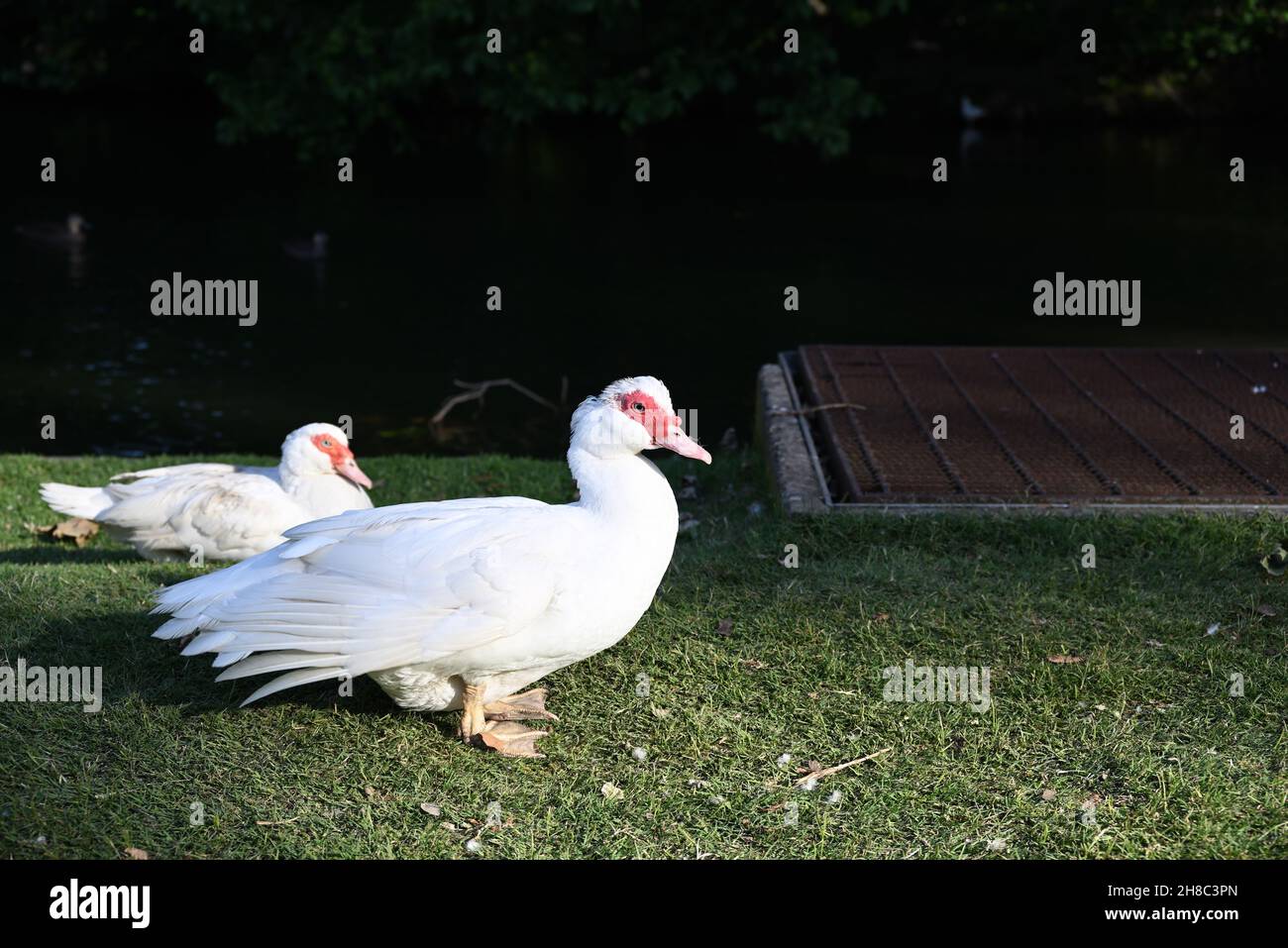 Plump Muscovy anatra in piedi in una zona erbosa accanto ad un lago, mentre un altro Muscovy anatra si rilassa sullo sfondo Foto Stock