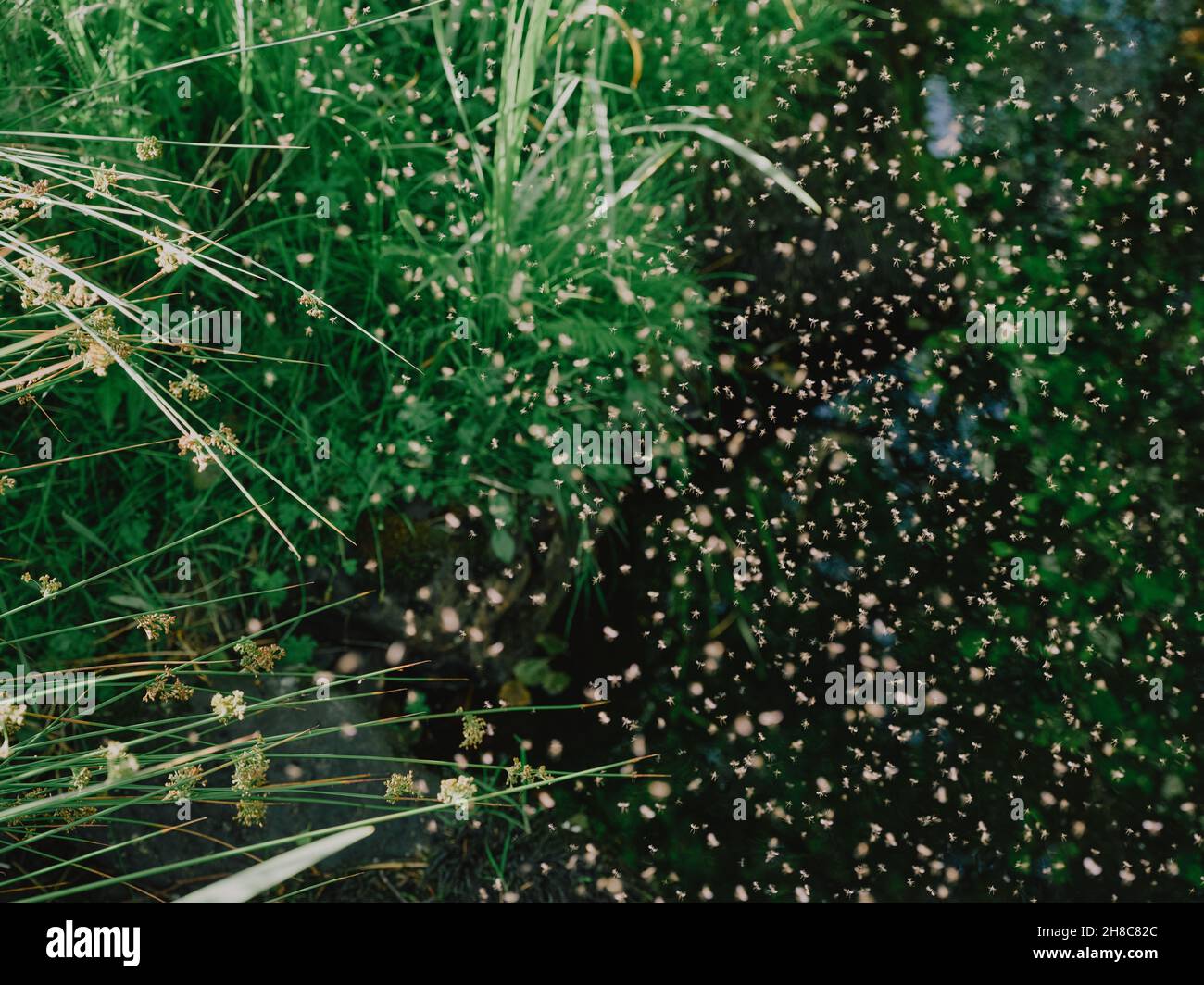 Una nube di Midges / Gnats piccole mosche swarming retroilluminati dal sole sopra un ruscello di bosco di erba Banked in Scozia Regno Unito - insetti insetto sciame accoppiamento Foto Stock