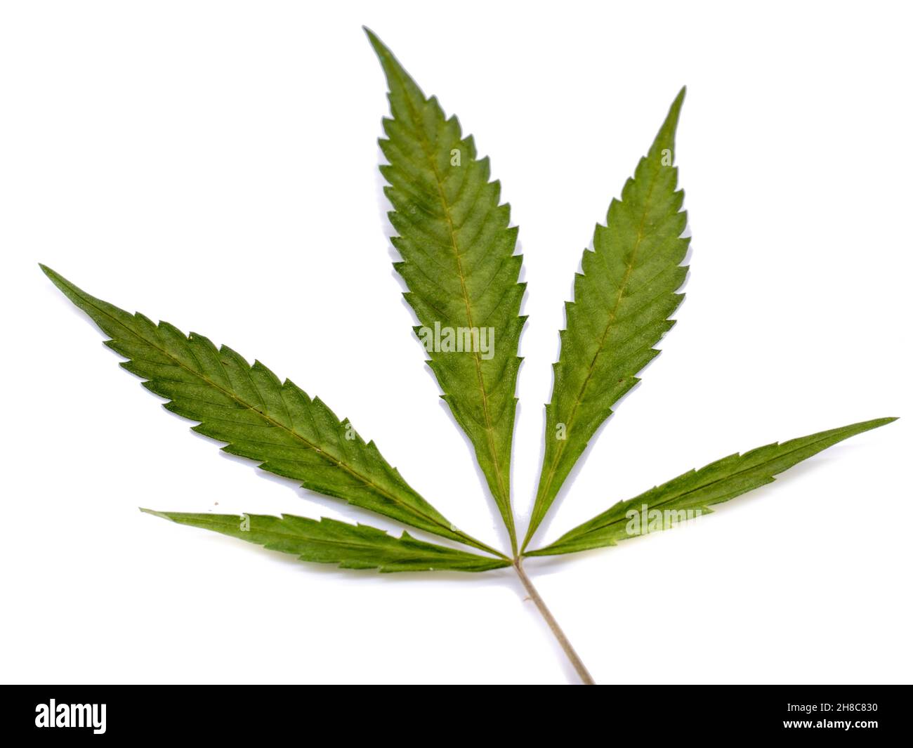 Cannabis leaf isolati su sfondo bianco Foto Stock