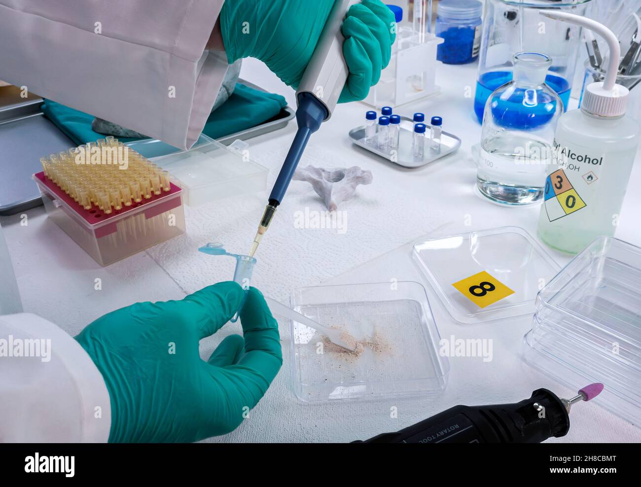 Lo scienziato forense deposita un campione di osso vertebrale dallo scheletro umano per l'indagine sull'omicidio nel laboratorio di criminalità, immagine concettuale Foto Stock