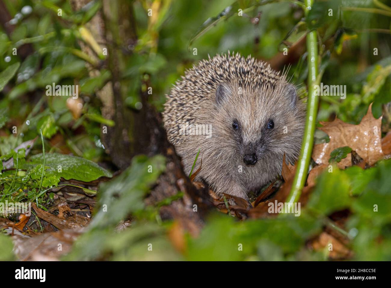 Hedgehog occidentale, hedgehog europeo (Erinaceus europaeus), camminando attraverso un prato umido con foglie cadute a fine autunno, vista frontale, Foto Stock