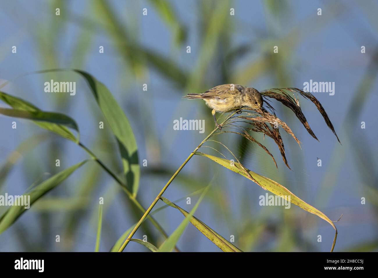 wylow Warbler (Phylloscopus trocillus), mungendo, mangiando insetti dalla ragnatela , Germania, Baviera Foto Stock