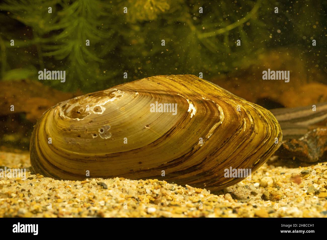 Comune stagno mussel, anatra mussel (Anodonta anatina), sul fondo Foto Stock