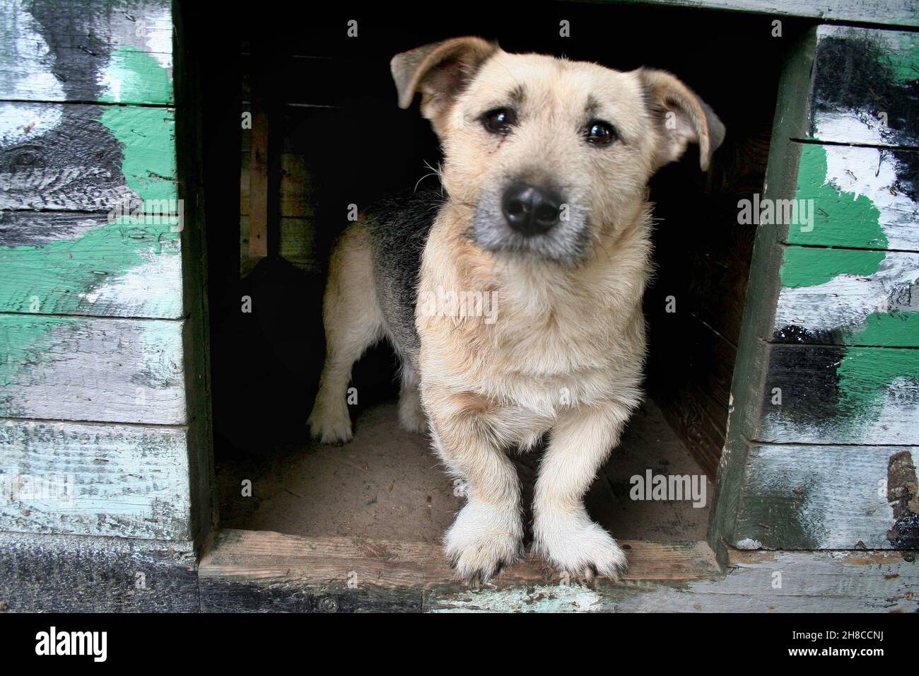 Cane domestico (Canis lupus F. familiaris), cane mongrel che guarda da un doghouse, Germania Foto Stock