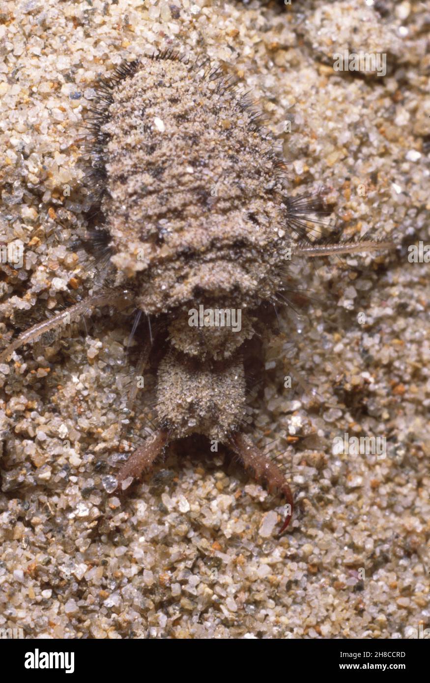 Formicarius di formicarius di Myrmeleon, antlion, larva, Germania Foto Stock