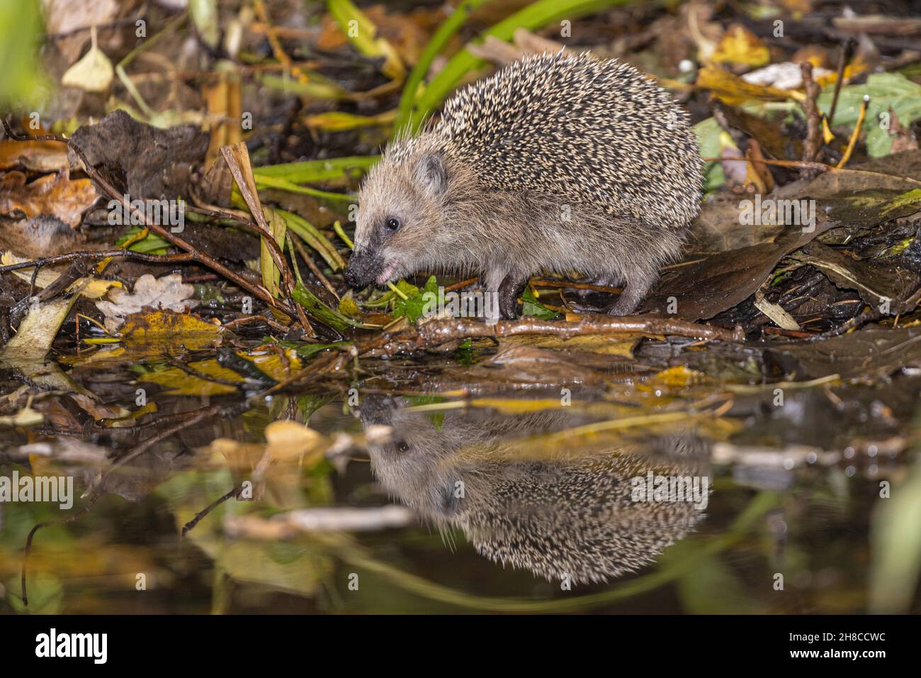 Hedgehog occidentale, hedgehog europeo (Erinaceus europaeus), bere presso la banca laghetto, mirroring , Germania, Baviera Foto Stock