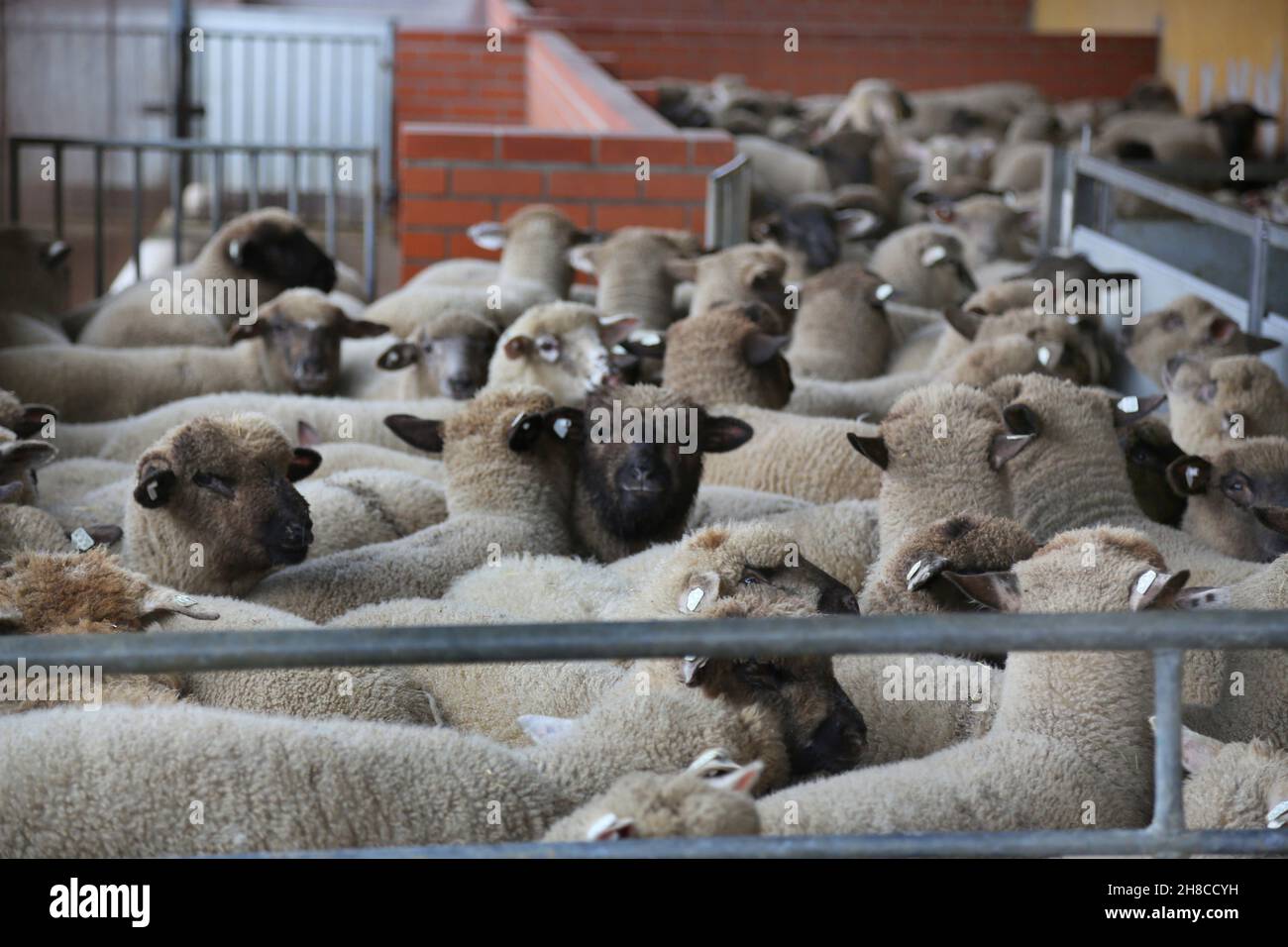 Pecora domestica (Ovis ammon F. aries), agnelli affollati insieme nel macello Foto Stock