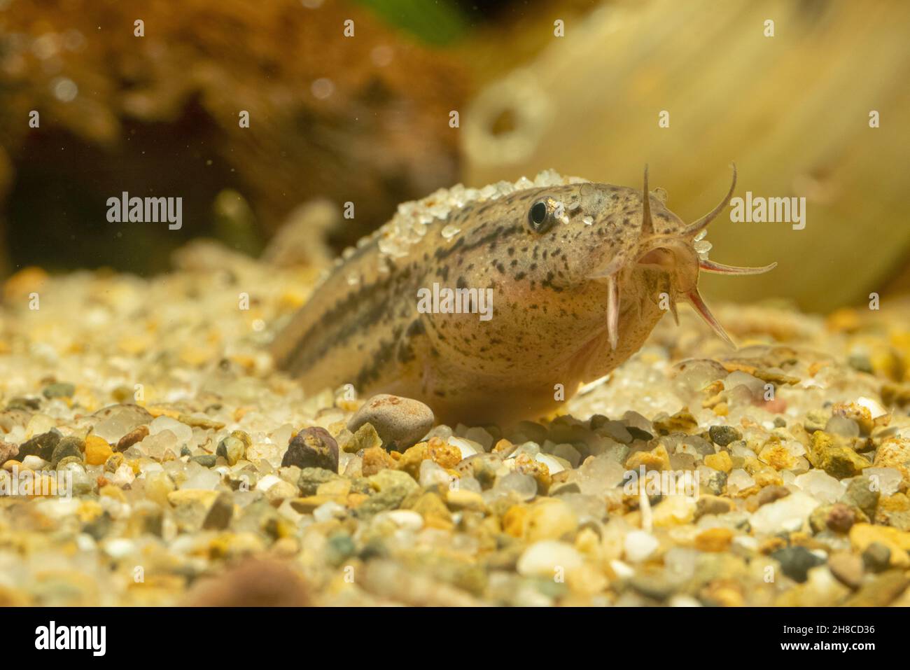 Weatherfish (Misgurnus fossilis), che sporge la sua testa dalla sabbia Foto Stock