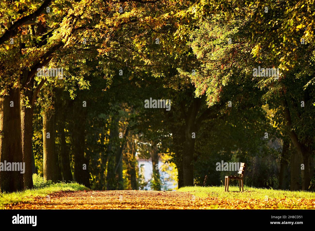 Alley am Herrentorswall aith bench, Germania, bassa Sassonia, Frisia orientale, Emden Foto Stock