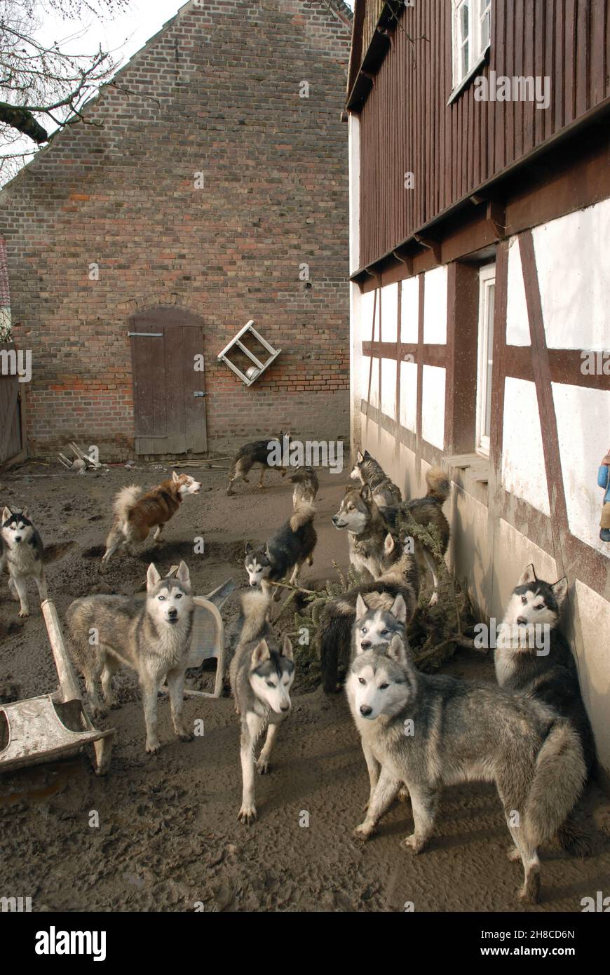 Alaskan Husky (Canis lupus F. familiaris), Husky trascurati in una fattoria di shabby, allevamento di animali, Germania Foto Stock