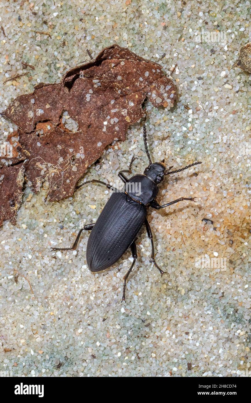 Kingworm, Superworm, Darkling Beetle (Zophobas morio), su terreno sabbioso, Germania Foto Stock