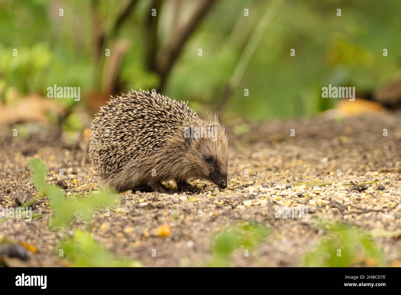 Hedgehog occidentale, hedgehog europeo (Erinaceus europaeus), hedgehog giovane in autunno, mangiando semi sparsi di uccelli , Germania, Baviera Foto Stock