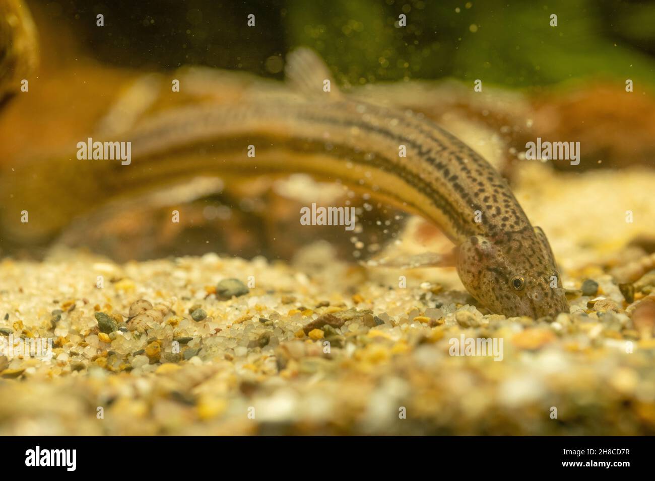 Weatherfish (Misgurnus fossilis), foraging nel terreno sabbioso Foto Stock