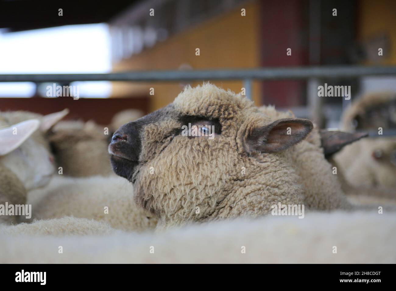 Pecora domestica (Ovis ammon F. aries), agnelli affollati insieme nel macello Foto Stock