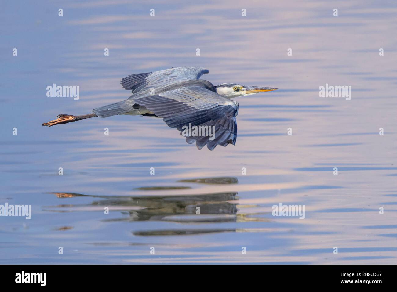 Airone grigio (Ardea cinerea), che scivola vicino alla superficie dell'acqua sopra un lago, vista laterale , Germania, Baviera Foto Stock
