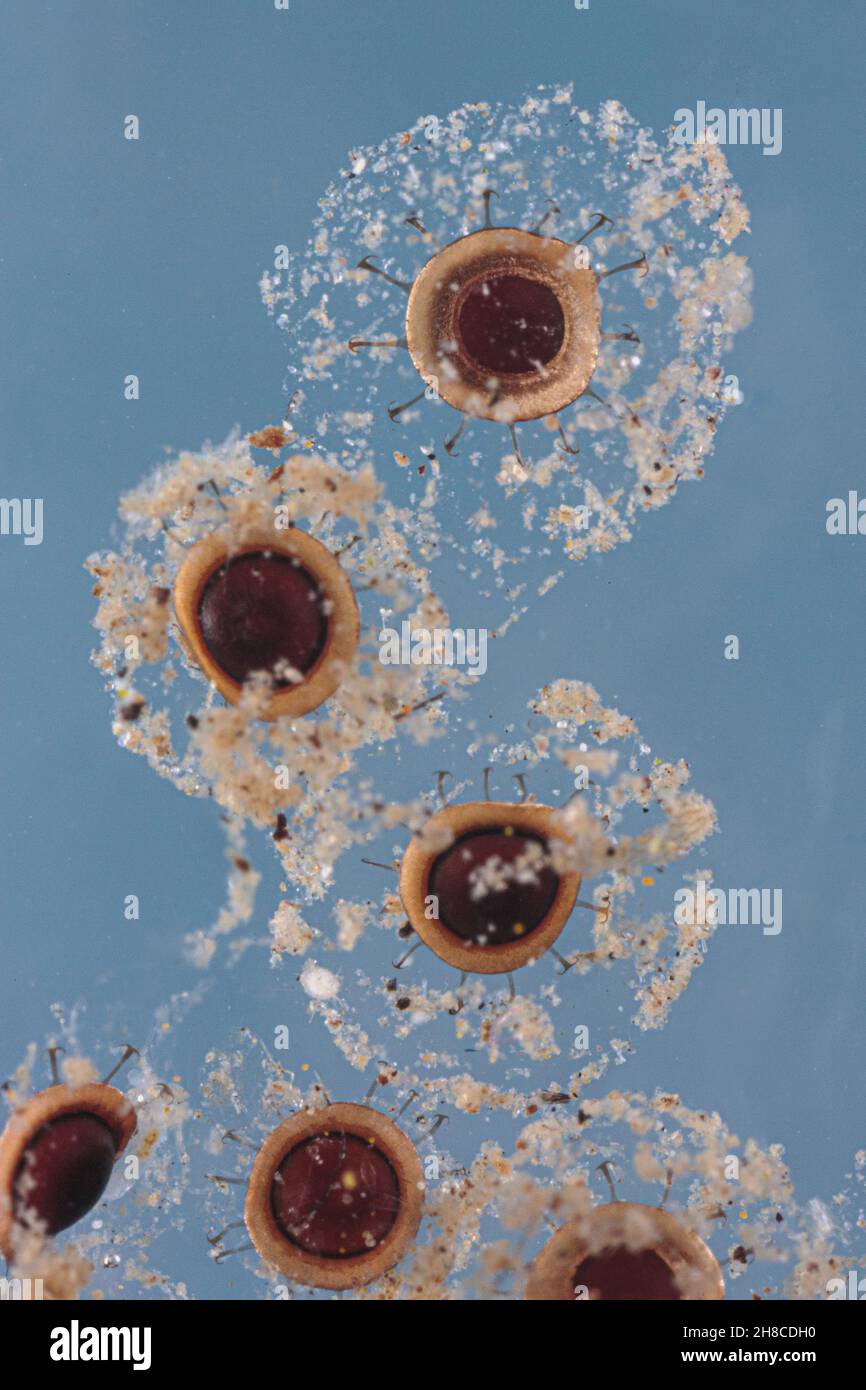 Magnifico bryozoan (Pectinatella magnifica), galleggiante, Germania, Baviera Foto Stock