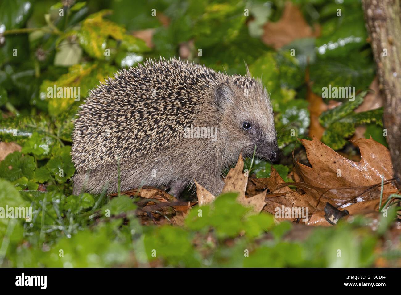 Hedgehog occidentale, hedgehog europeo (Erinaceus europaeus), camminando attraverso un prato umido con foglie cadute a fine autunno, Germania, Baviera Foto Stock