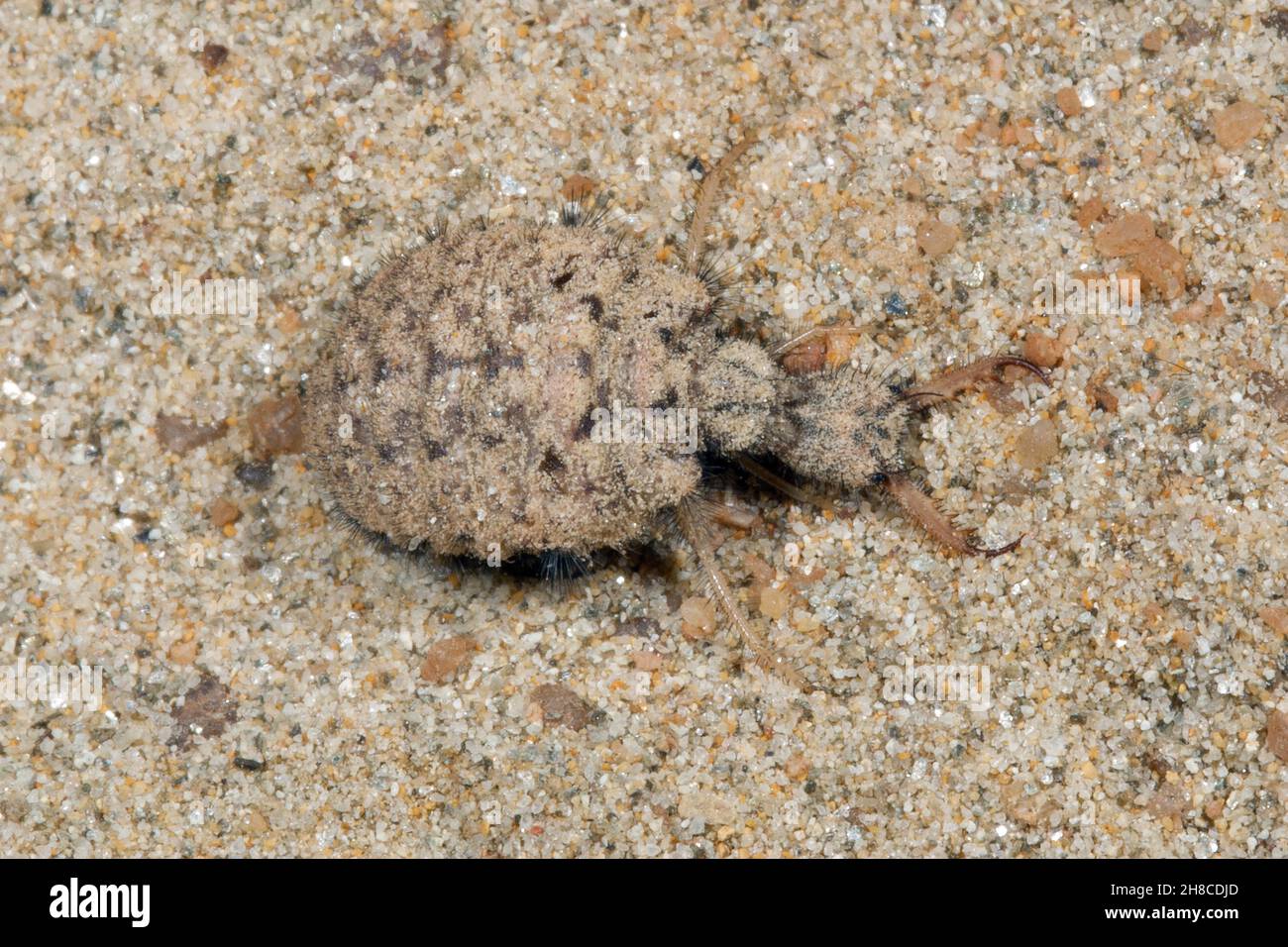 Formicarius di formicarius di Myrmeleon, antlion, larva, Germania Foto Stock