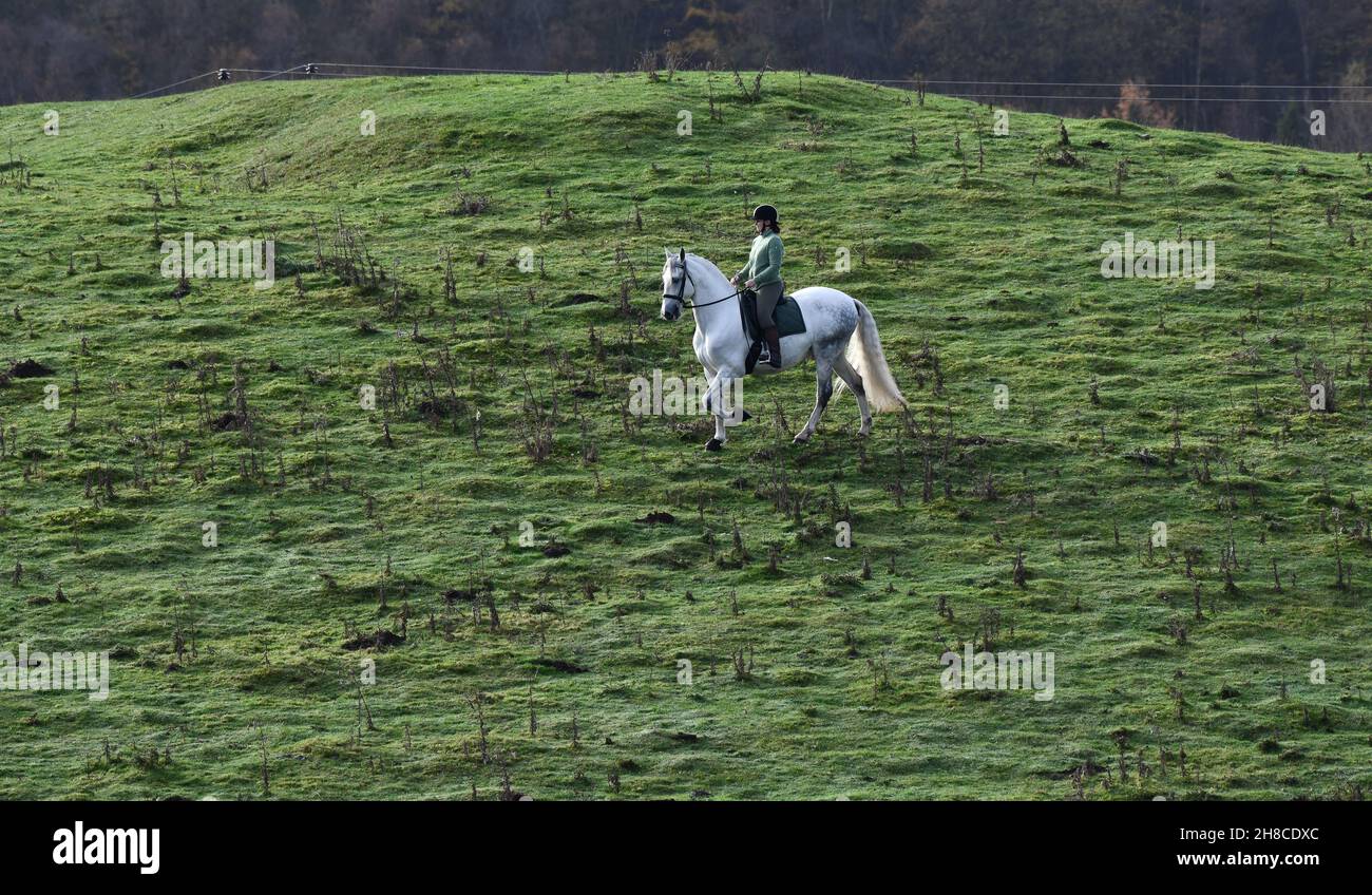 Cavallo e pilota. Lady a cavallo di un cavallo andaluso bianco sulla collina Gran Bretagna, UK, 2021 Foto Stock