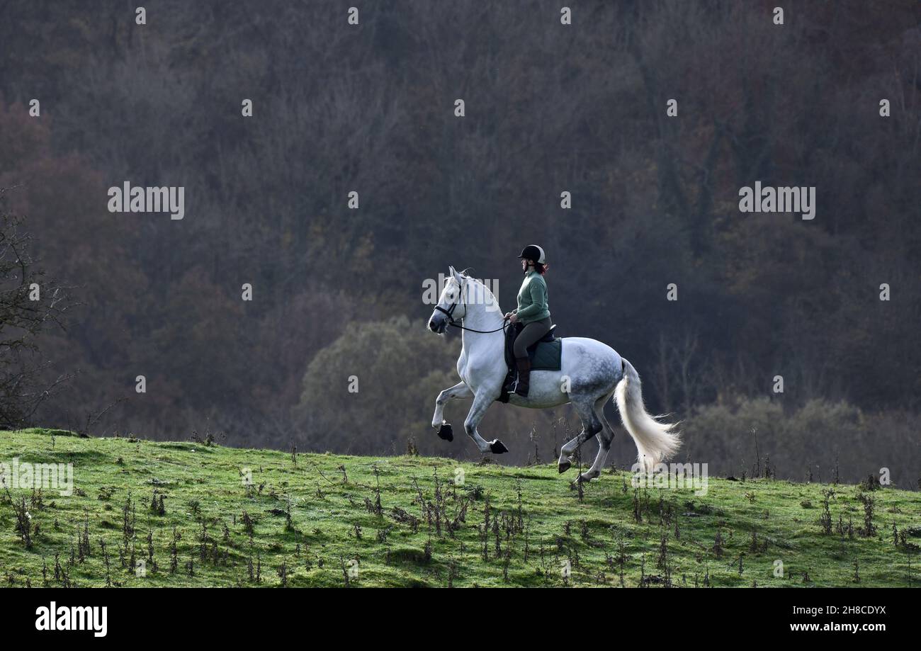 Cavallo e pilota. Lady a cavallo di un cavallo andaluso bianco sulla collina Gran Bretagna, UK, 2021 Foto Stock