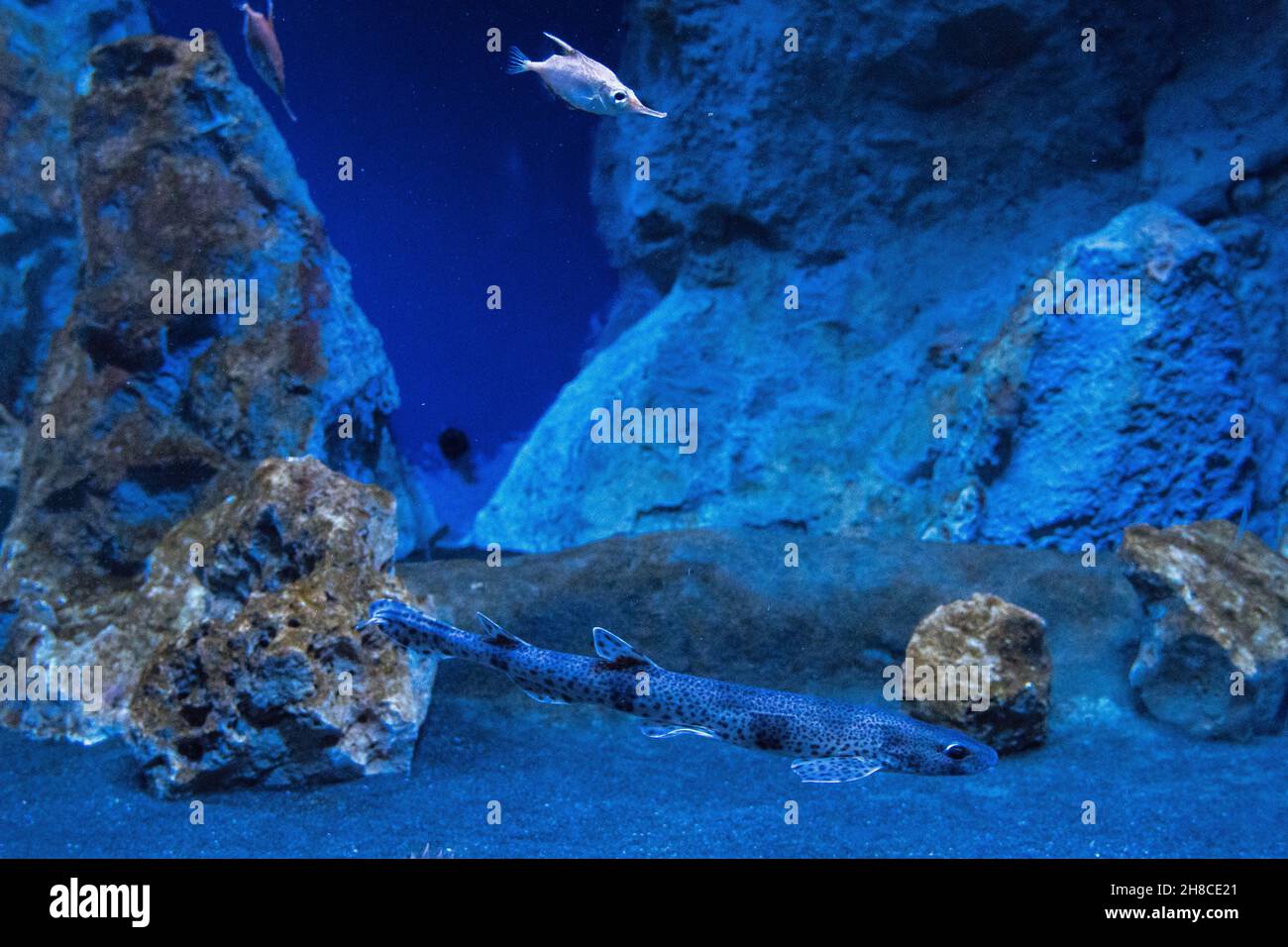 acquario Foto Stock