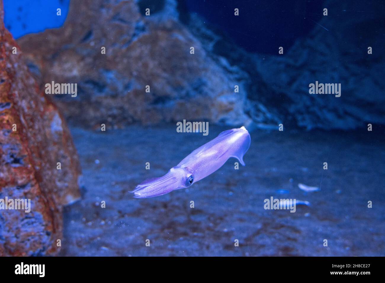 acquario Foto Stock