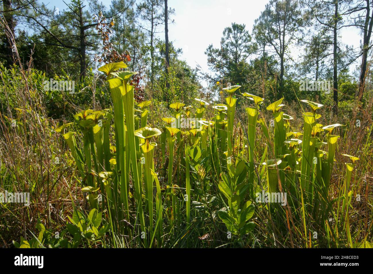 Sarracenia flava ssp. Flava, la pianta gialla della caraffa, Carolina del Nord, USA Foto Stock