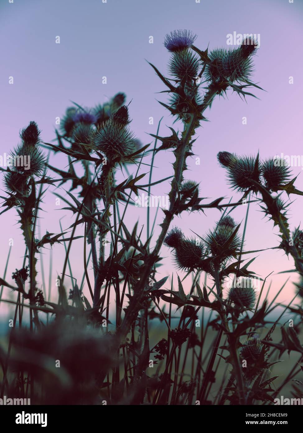 Flowering Thistle / Thistles al crepuscolo in Scozia UK - Scottish Milk Thistle natura sfondo minimal focus Foto Stock