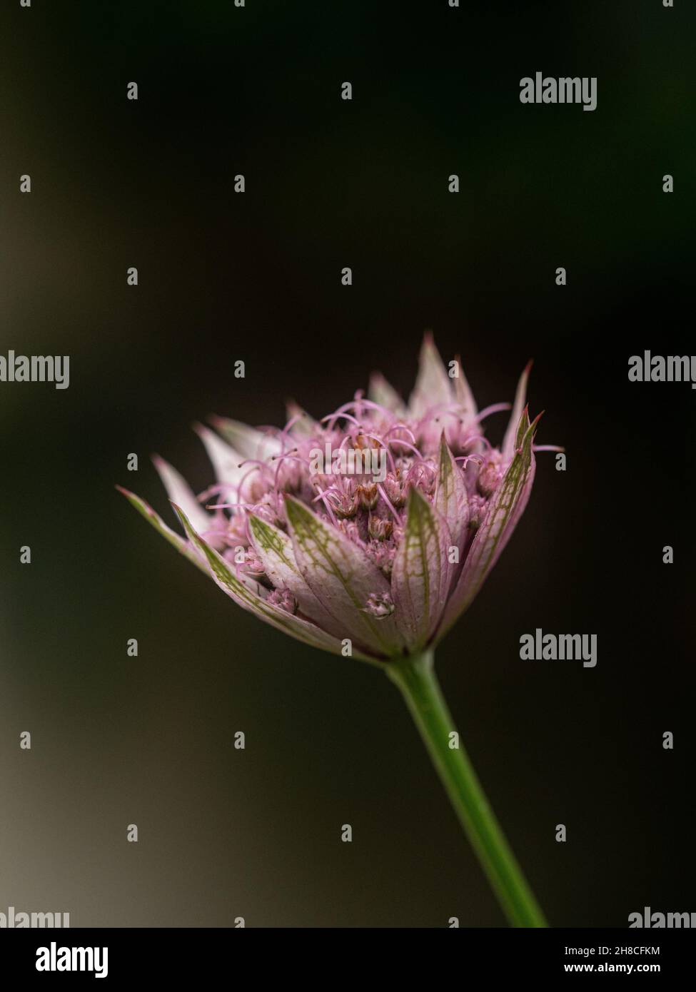 Un primo piano di un singolo fiore di Astrantia rosa pallido su sfondo scuro Foto Stock