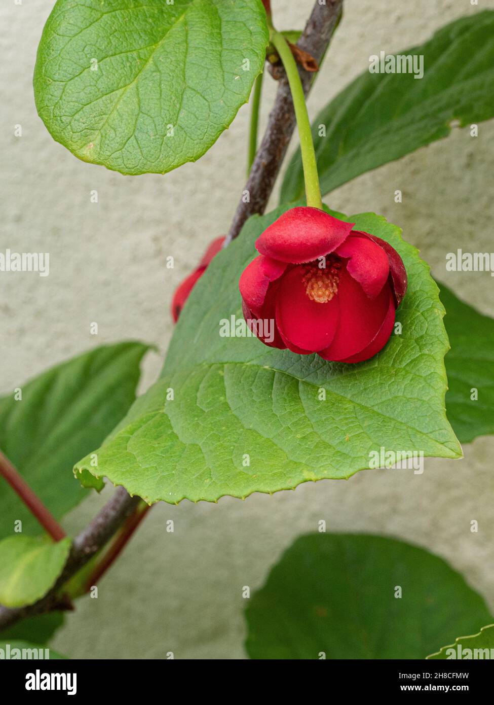 Un unico fiore rosso brillante del climber sinuoso Schisandra rubiflora Foto Stock