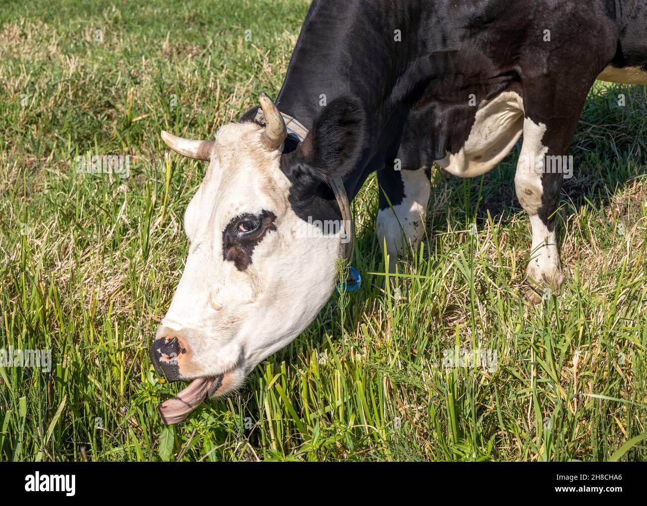 Mucca da pascolo, lingua strappare lame di erba, corned nero e bianco, razza di bestiame chiamato: Blaarkop o fleckvieh, simmental nel prato Foto Stock